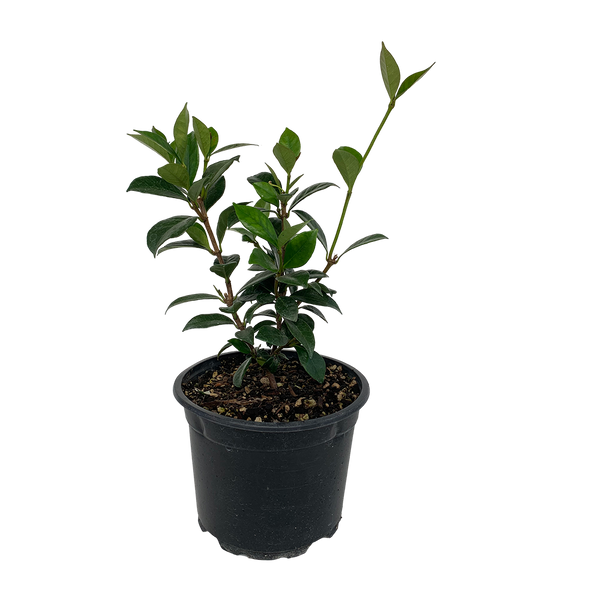 Trachelospermum Jasminoides - 2L