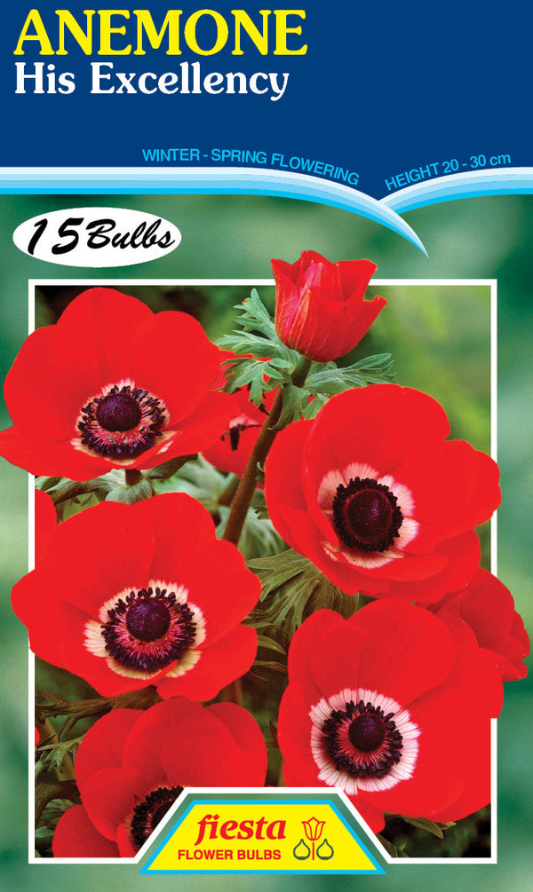 Anemone His Excellency 15PK