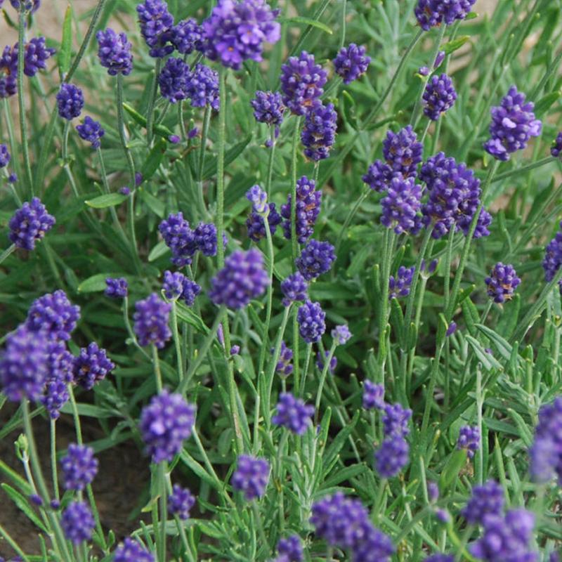 lavender lady tree Lavender Lady Flower Punnet