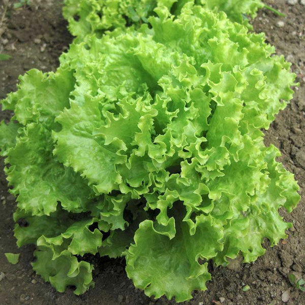 Lettuce Green Salad Bowl Vegetable Punnet