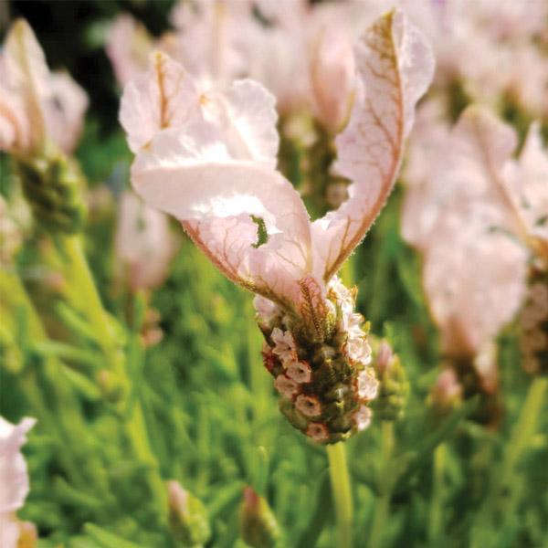 fairy wings lavender plant Lavender Fairy Wings Whimsical