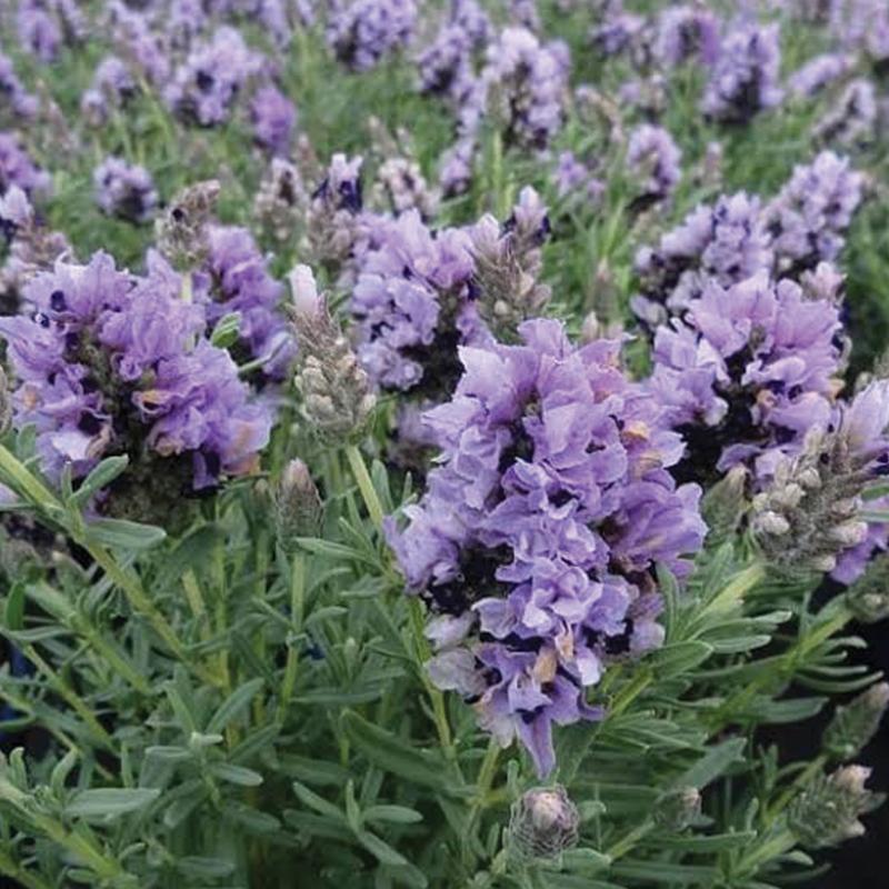 lavish lavender plant Lavender Lavish Blue
