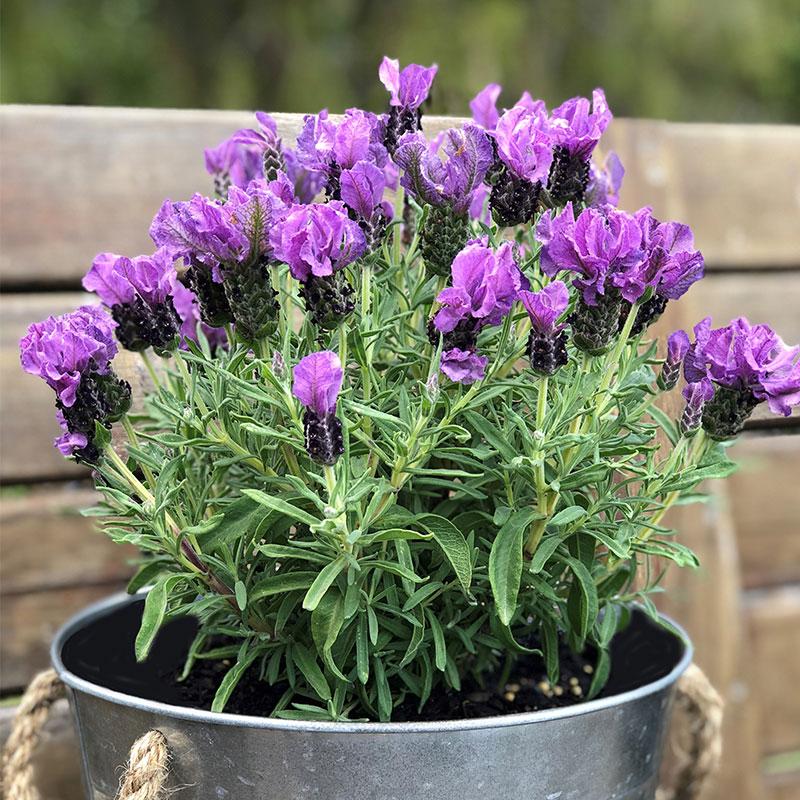 ruffles lavender plant Lavender Purpleberry Ruffles