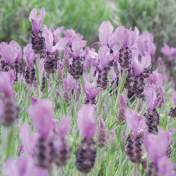 fairy wings lavender plant Lavender Fairy Wings Spellbound