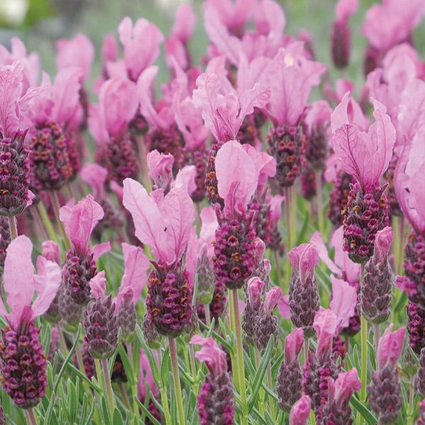 fairy wings lavender plant Lavender Fairy Wings Radiance