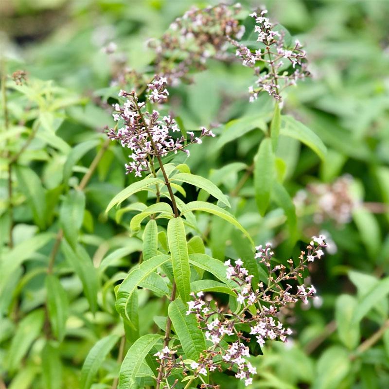 Lemon Verbena 10CM