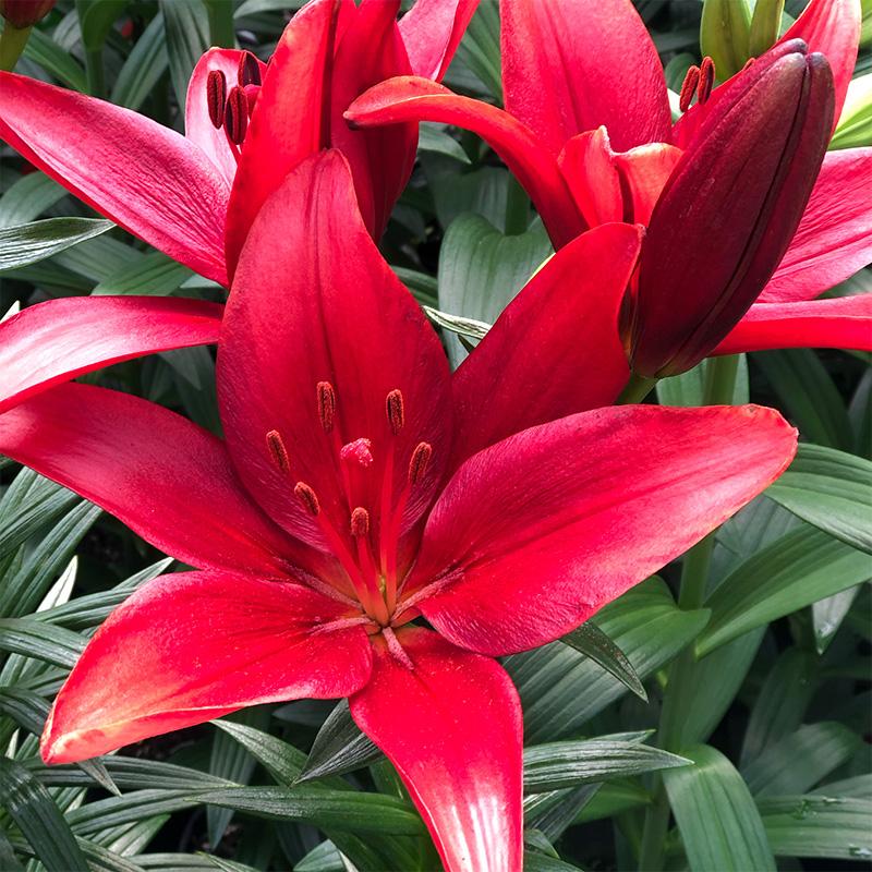 blackout lily flower Lilium Black Out