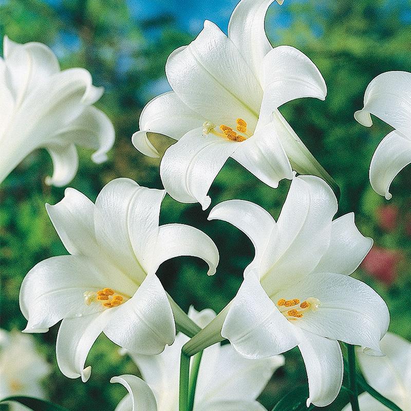 beautiful lilies white as the snow Lilium Snow Queen