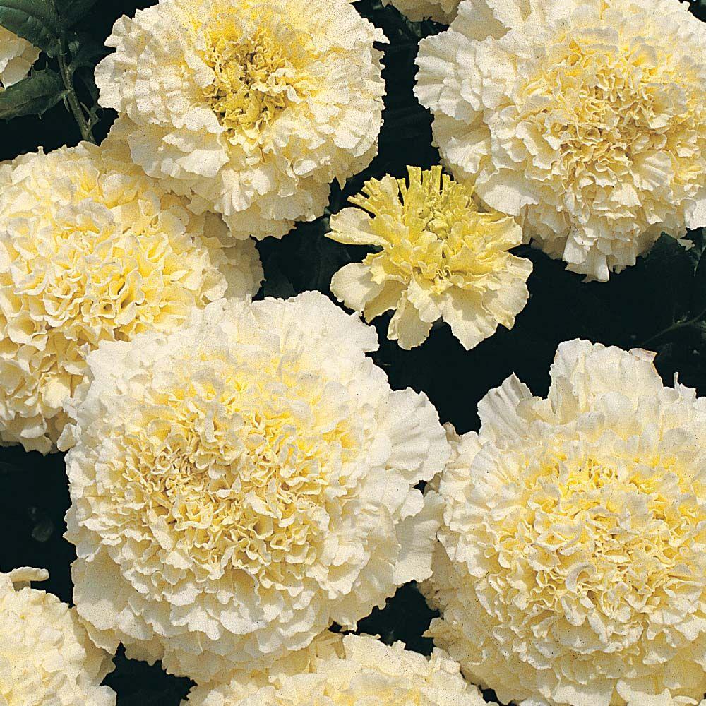 vanilla marigold seeds Marigold French Vanilla Flower Punnet