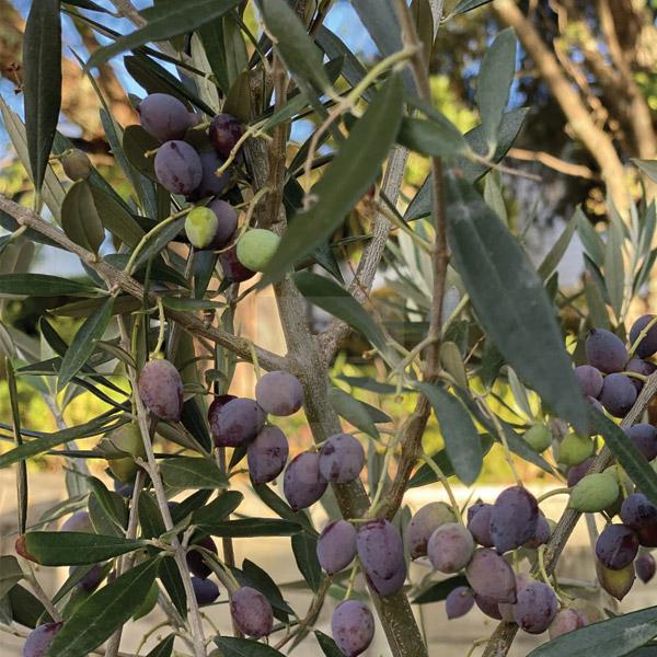 Olive Frantoio