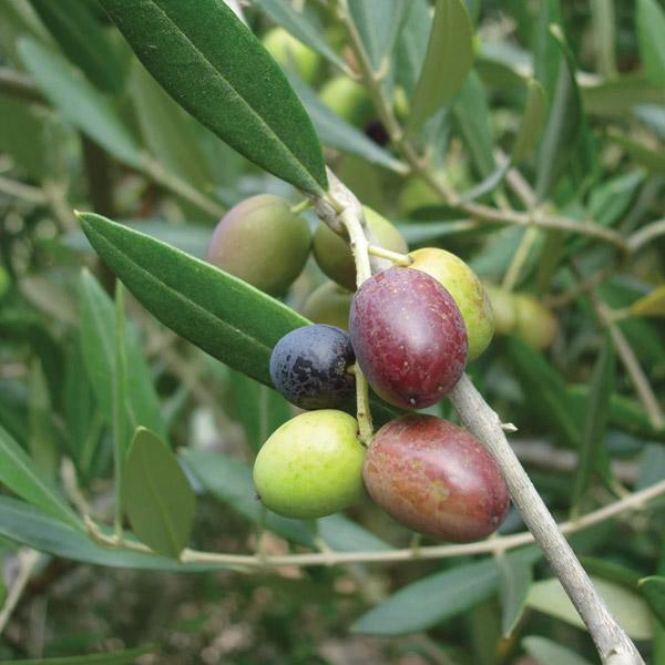 Olive Leccino - 1.9L