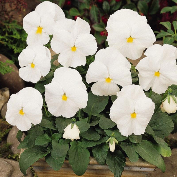 Pansy White Flower Punnet