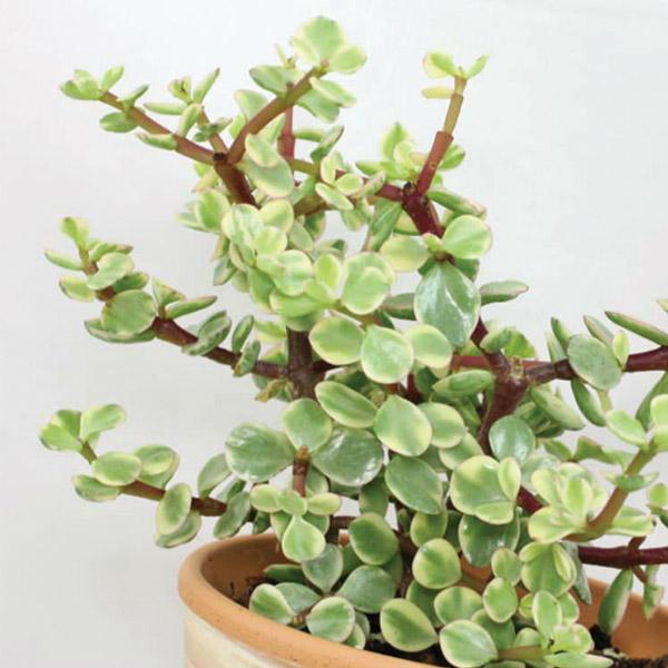 jade plant nz Portularia Afra Varigata