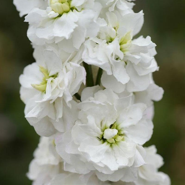 Stock White Flower Punnet