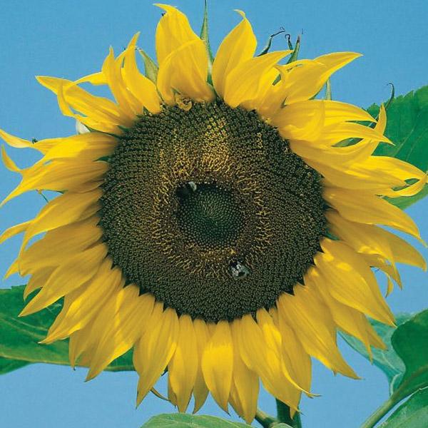 Sunflower Giant Russian Seed