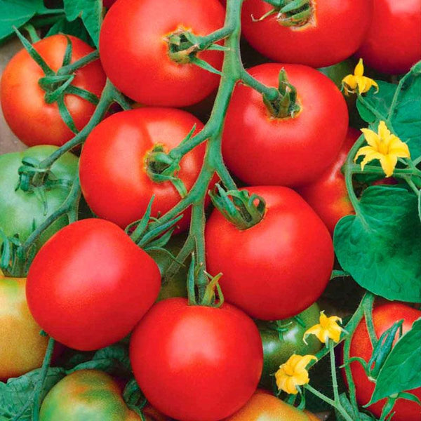 Tomato Dynamo Vegetable Punnet