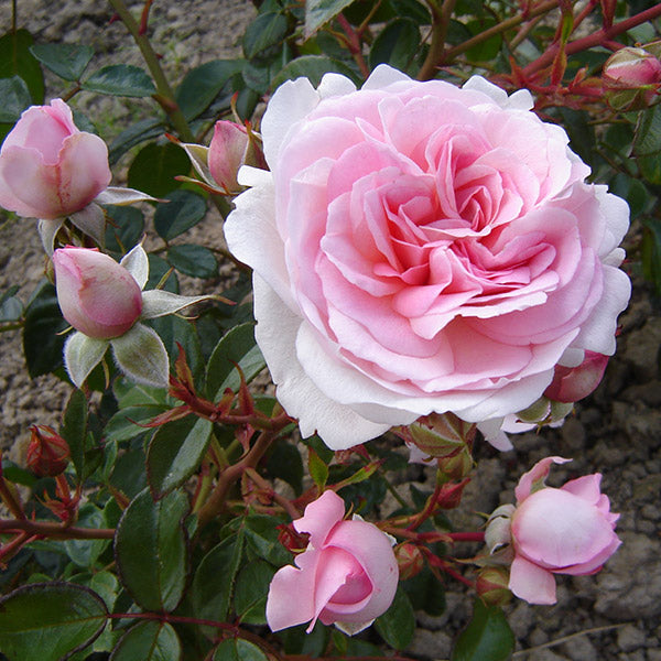 thank you rose plant Thank You