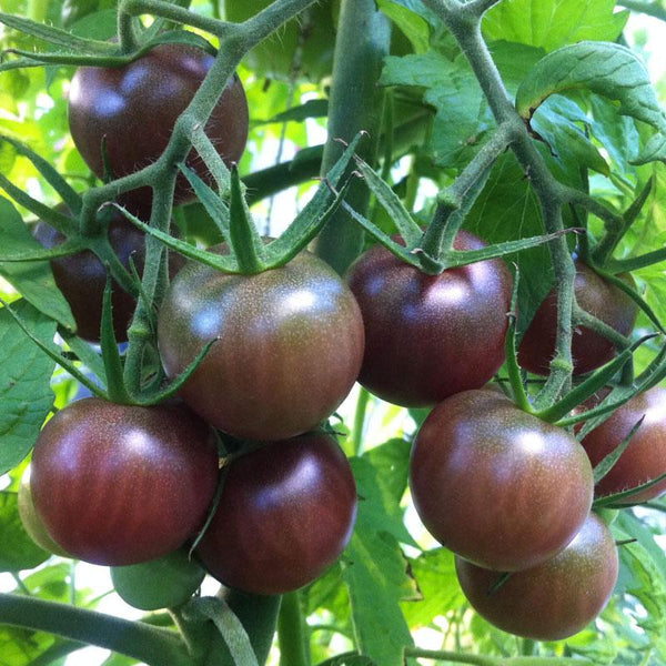 Tomato Black Cherry  - 10CM