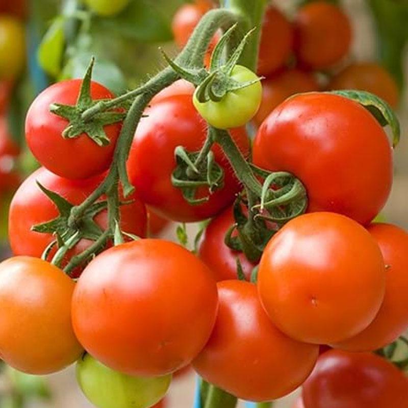 Tomato Tommy Toe