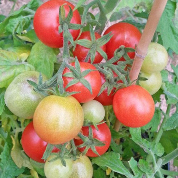 Tomato Windowbox Red  - 10CM