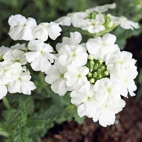 Verbena White Flower Punnet