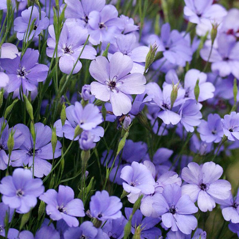 Viscaria Blue Flower Punnet