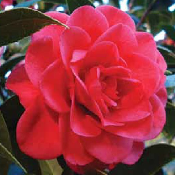 Camellia Roma Red