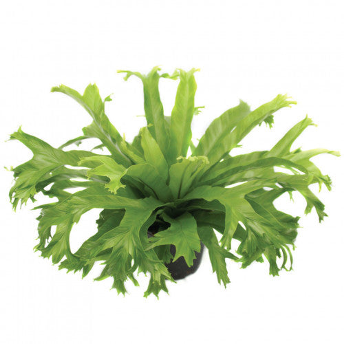 birds nest fern nz Fern Birds Nest