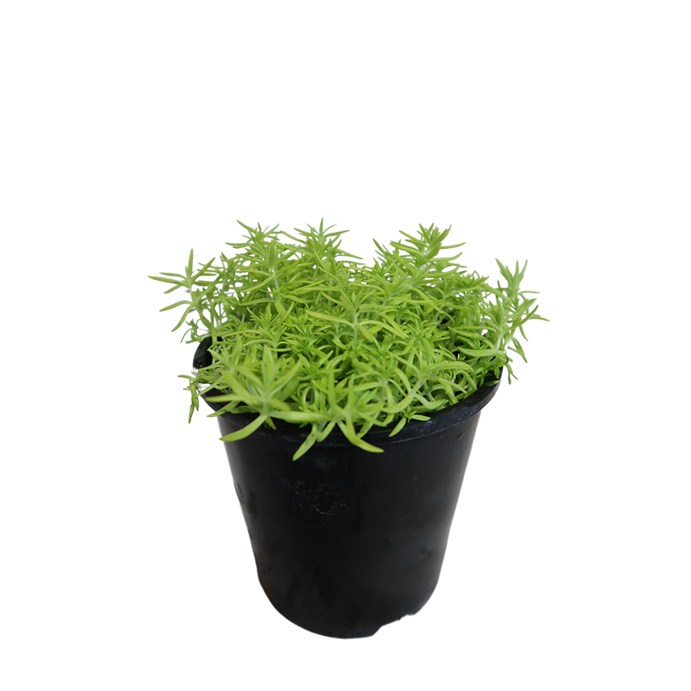 green blob succulent Sedum Mexicanum Gold Blob