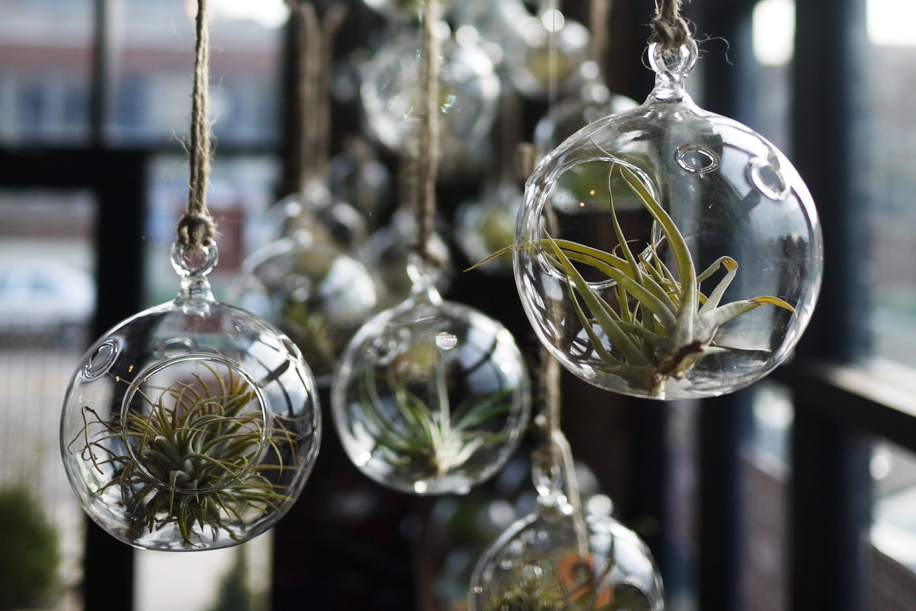 amazing-air-plant-in-the-glass-the-difference-an-air-plant-makes