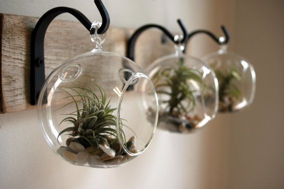 hanging-air-plants-on-wall-image-via-etsy