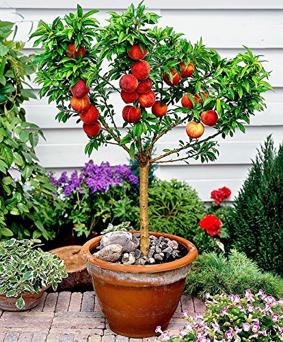 Fruit trees for pots