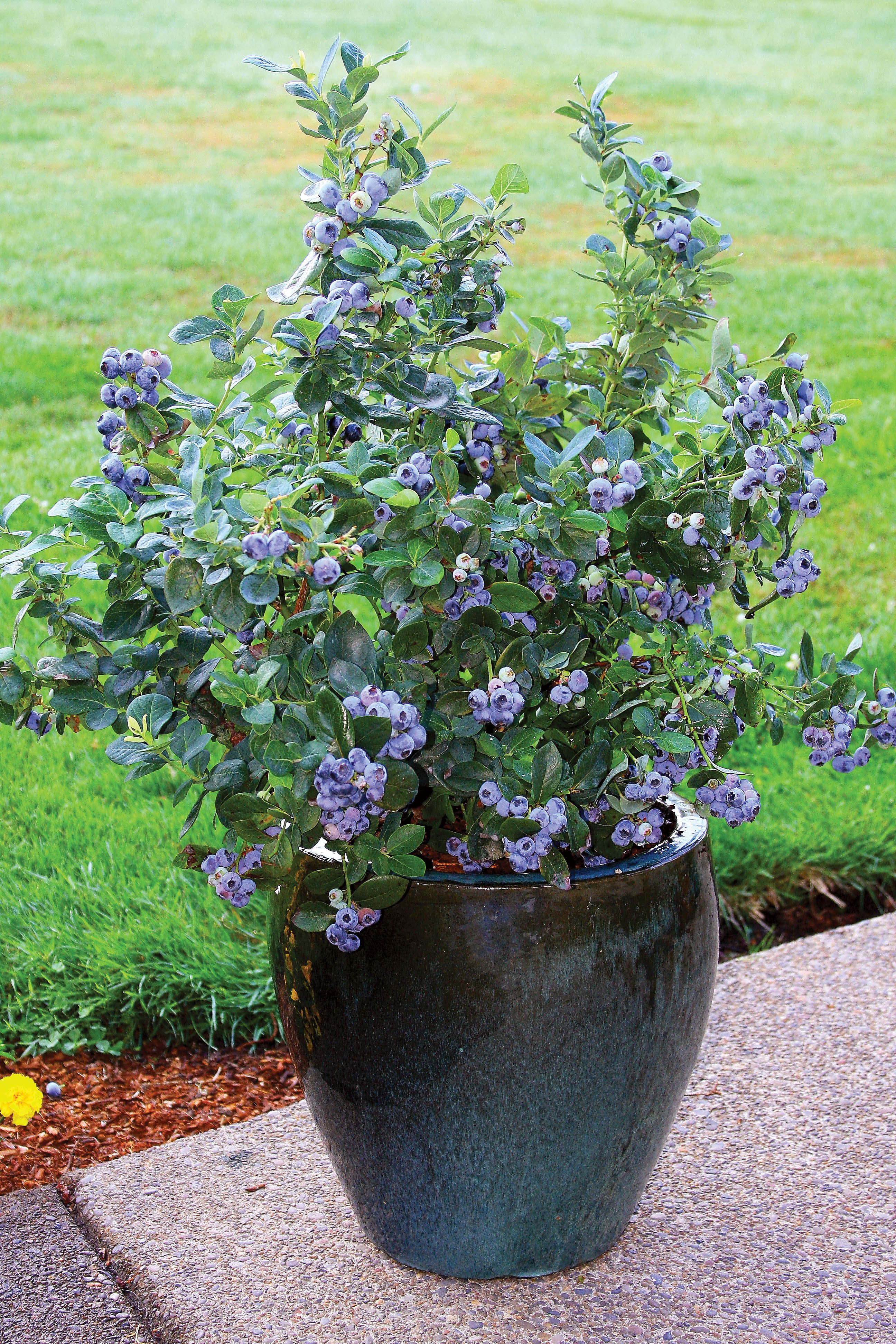 Fruit trees for pots