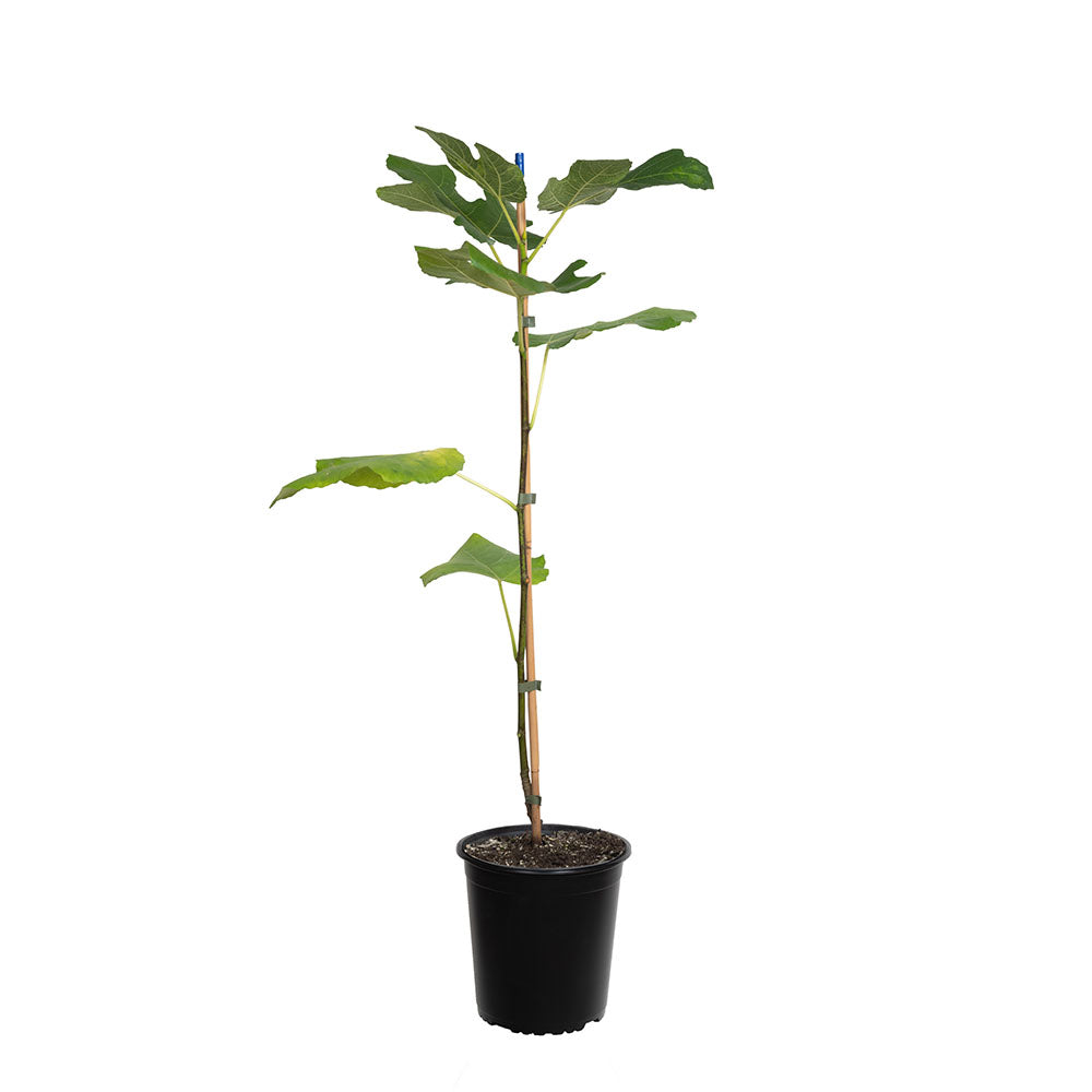 Top 5 Fruit Trees for Pots - Palmers Garden Centre