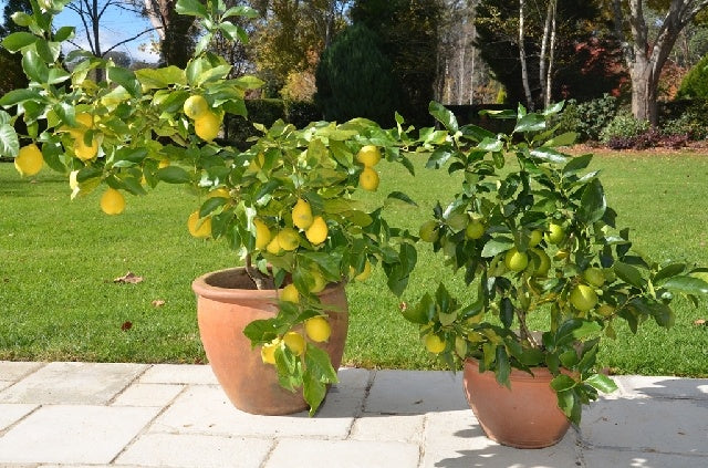 Potted fruit trees nz