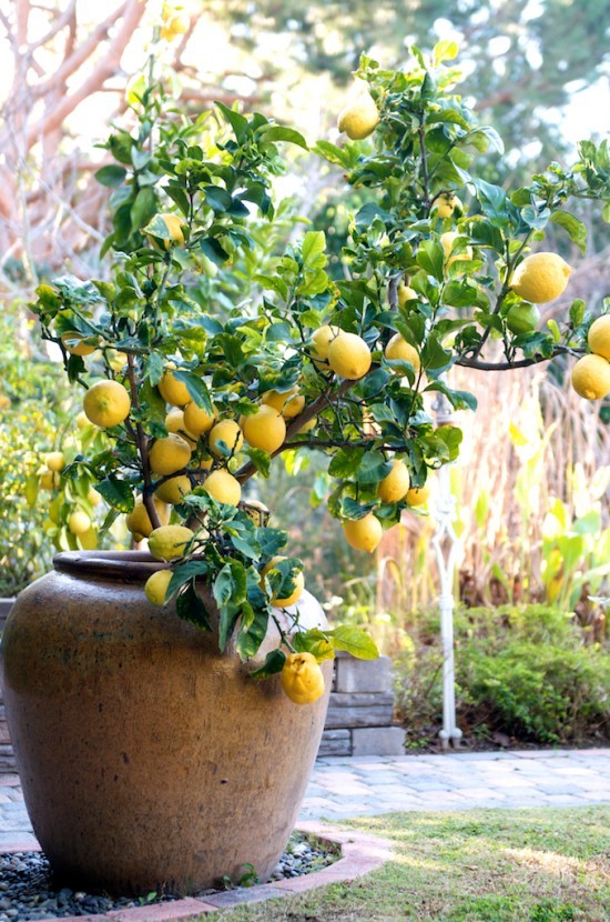 trees citrus pots lemon tree growing nz dwarf palmers container