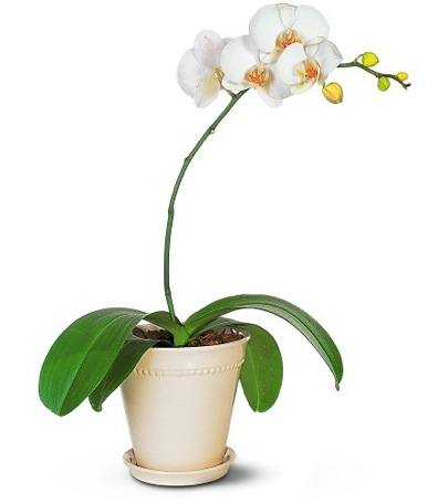 caring for houseplants