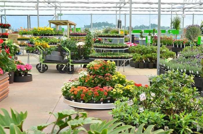 What to Grow in a Winter Garden: Top Crops for Cold Seasons