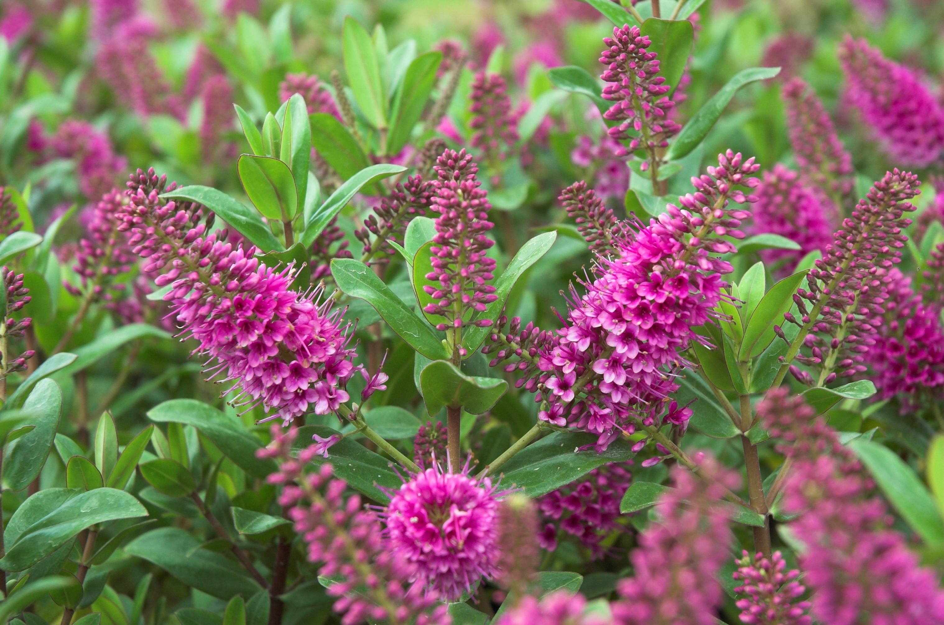 How to Grow Hebes