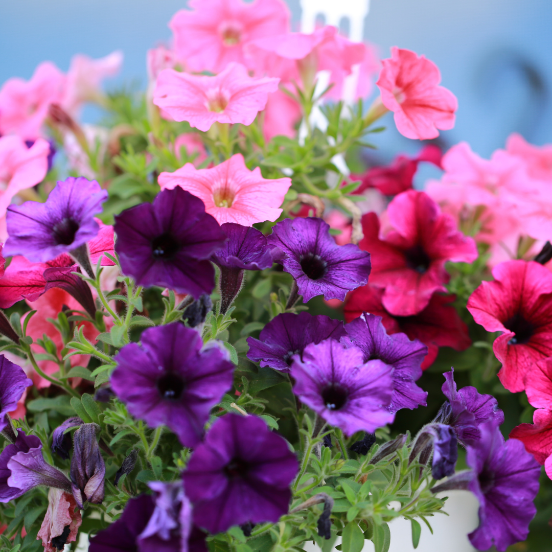 How to Grow Petunias