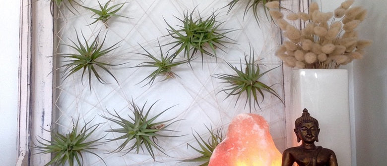 DIY: How to make an Air Plant Frame
