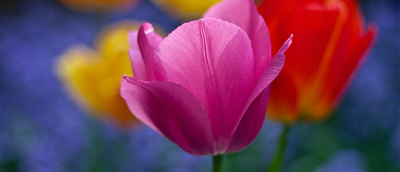 All About Bulbs