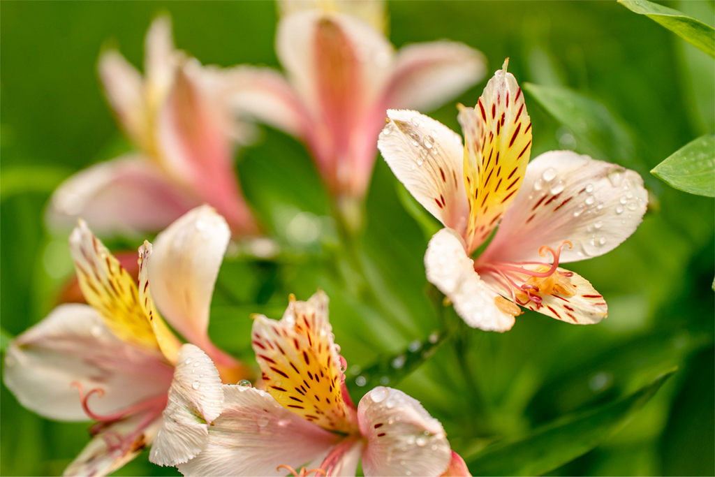 Growing & Cutting Alstroemeria Flowers