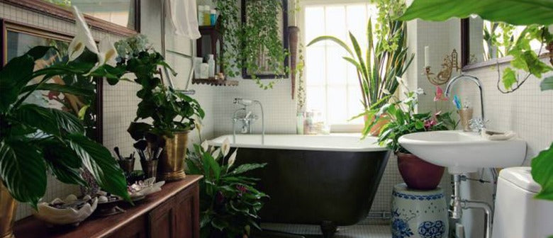 The Best Houseplants for your Bathroom