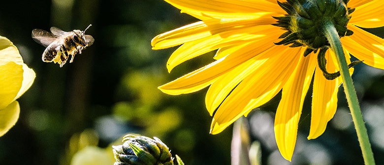 Top 5 Tips for a Bee Friendly Backyard