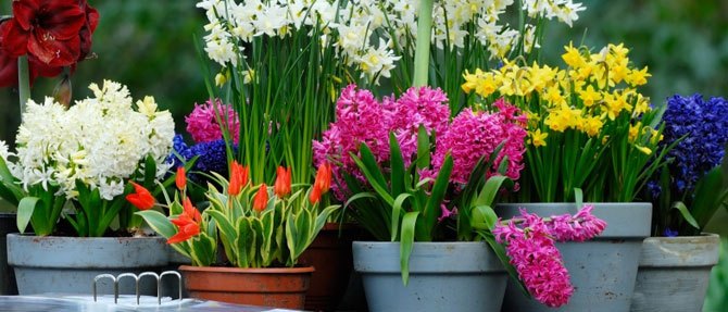 Top Tips for Tip Top Bulbs