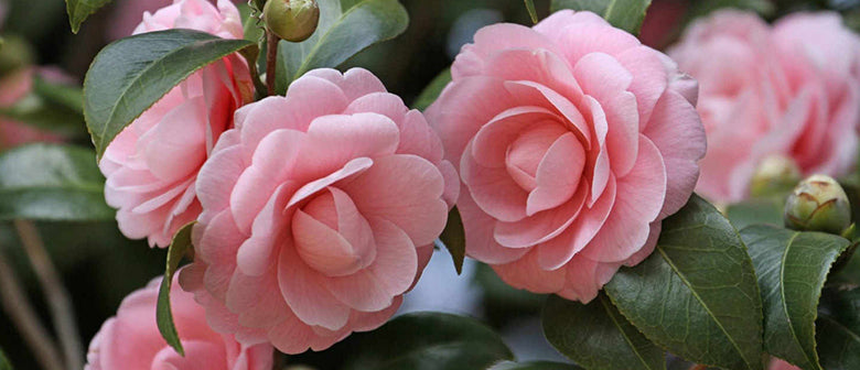 Camellia Troubleshooting
