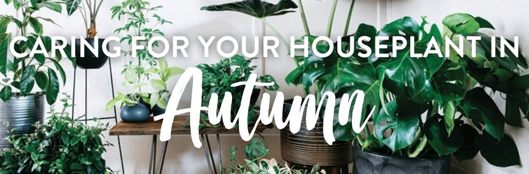 Autumn Houseplant Care