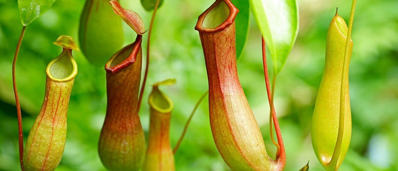 A Guide to Carnivorous Plants