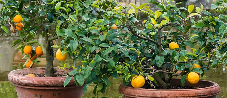 Top 5 Fruit Trees for Pots